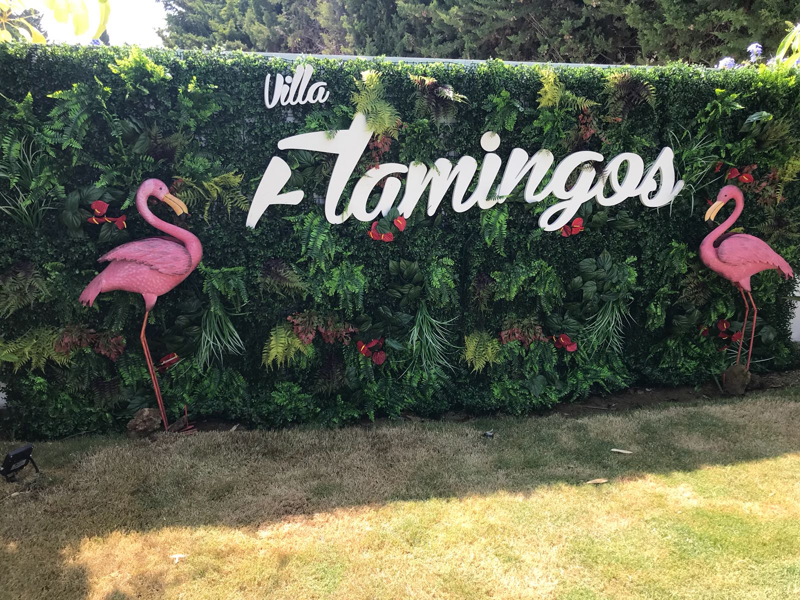 ֲ̰_}flamingos